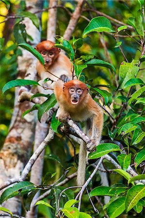 simsearch:862-03364355,k - Indonesia, Central Kalimatan, Tanjung Puting National Park. A female proboscis monkey. Foto de stock - Con derechos protegidos, Código: 862-07909930