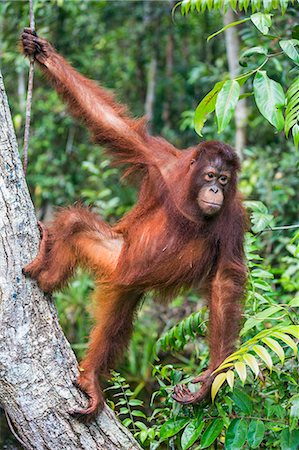 en peligro de extinción - Indonesia, Central Kalimatan, Tanjung Puting National Park. A young Bornean Orangutan climbing a tree. Foto de stock - Con derechos protegidos, Código: 862-07909946