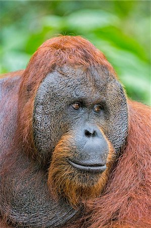 Indonesia, Central Kalimatan, Tanjung Puting National Park. A male Bornean Orangutan with distinctive cheek pads. Photographie de stock - Rights-Managed, Code: 862-07909949