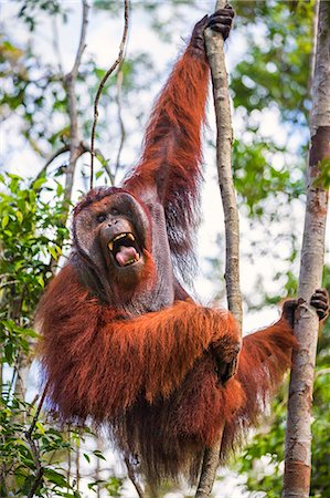 simsearch:862-03364353,k - Indonesia, Central Kalimatan, Tanjung Puting National Park. A large male Bornean Orangutan with distinctive cheek pads yawns while hanging in a tree. Stock Photo - Rights-Managed, Code: 862-07909940