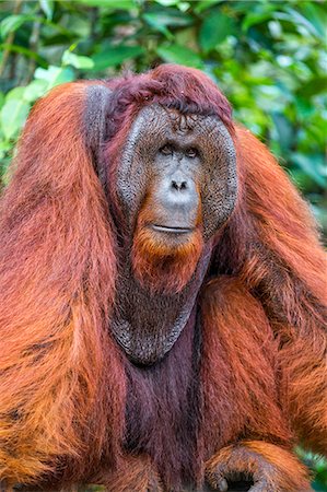 simsearch:862-07909935,k - Indonesia, Central Kalimatan, Tanjung Puting National Park. A portrait of a large male Bornean Orangutan with distinctive cheek pads. Foto de stock - Con derechos protegidos, Código: 862-07909943