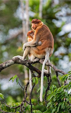 Indonesia, Central Kalimatan, Tanjung Puting National Park. A female proboscis monkey suckles her baby. Stock Photo - Rights-Managed, Code: 862-07909951