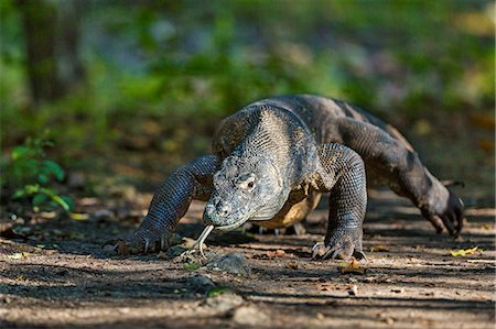 simsearch:862-07909935,k - Indonesia, Loh Buaya, Rinca Island. A large Komodo Dragon displays its deeply forked tongue as it walks. The tongue can detect carrion several kilometres away with the help of a favourable wind. Photographie de stock - Rights-Managed, Code: 862-07909964