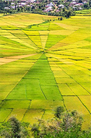 simsearch:841-05796831,k - Indonesia, Flores Island, Cancar. The attractive Spider s Web rice paddies near Ruteng. Foto de stock - Con derechos protegidos, Código: 862-07909968