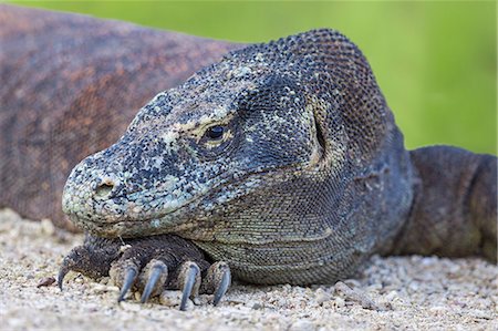 simsearch:862-07909950,k - Indonesia, Loh Buaya, Rinca Island. A Komodo Dragon resting its head on a foot with large sharp claws.  The saliva of these giant lizards is poisonous. Photographie de stock - Rights-Managed, Code: 862-07909961
