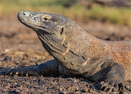 simsearch:862-07909936,k - Indonesia, Loh Buaya, Rinca Island. Basking in the early morning sun, a Komodo Dragon shows evidence of an old fight with another dragon.  The saliva of these giant lizards is poisonous. Photographie de stock - Rights-Managed, Code: 862-07909962