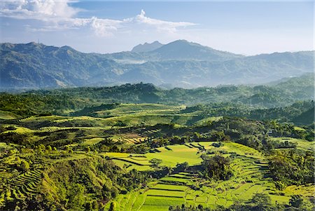 simsearch:862-07909956,k - Indonesia, Flores Island, Ruteng. The attractive mountainous scenery with terraced rice paddies near Ruteng. Foto de stock - Con derechos protegidos, Código: 862-07909971