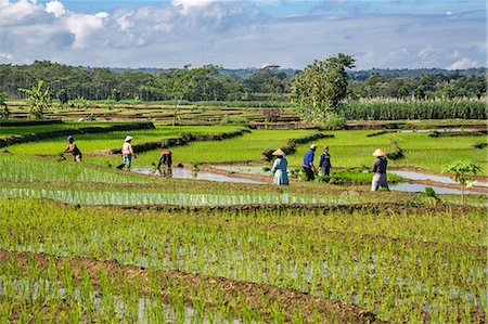 solo java indonesia - Indonesia, Java, Surakarta. Farmers planting rice paddies near Solo. Stock Photo - Rights-Managed, Code: 862-07909992