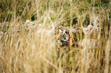 simsearch:862-07909936,k - India, Rajasthan, Ranthambore. A young tiger cooling down in the heat of the day. Photographie de stock - Rights-Managed, Code: 862-07910026
