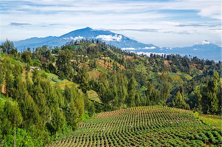 steep hill - Indonesia, Java, Nongkogagar, Tengger massif. Intensive agriculture suits the rich volcanic soil of the Tengger Massif. This beautiful scene is looking towards the cluster of Malang volcanoes which lie beyond the massif. Stock Photo - Rights-Managed, Code: 862-07910021