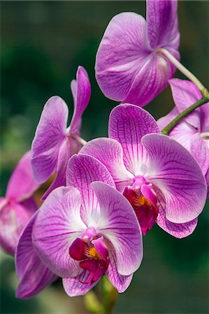 simsearch:862-07910016,k - Indonesia, Java, Malang. The flower market in Malang has a huge range of flowers, shrubs and garden plants for sale.  There are several orchid houses with a stunning array of blooms including this phalaenopsis species. Photographie de stock - Rights-Managed, Code: 862-07910022