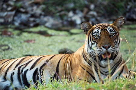 India, Rajasthan, Ranthambore. A tigress cooling off in the heat of the day. Stock Photo - Rights-Managed, Code: 862-07910030