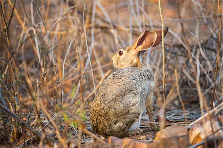 India, Rajasthan, Ranthambore. An Indian Black-naped hare. Stock Photo - Rights-Managed, Code: 862-07910031