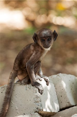 India, Rajasthan, Ranthambore. A baby Langur monkey. Stock Photo - Rights-Managed, Code: 862-07910032
