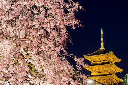 symbol - Blooming cherry tree illuminated at night with pagoda of Toji Temple behind, Kyoto, Japan Foto de stock - Con derechos protegidos, Código: 862-07910157