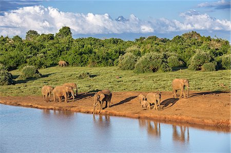 Kenya, Nyeri County, Aberdare National Park. A herd of African elephants come to drink at a waterhole in the Aberdare National Park in the late afternoon with Mount Kenya rising majestically in the distance. Foto de stock - Con derechos protegidos, Código: 862-07910176