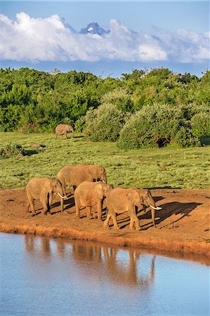 Kenya, Nyeri County, Aberdare National Park. A herd of African elephants come to drink at a waterhole in the Aberdare National Park in the late afternoon with Mount Kenya rising majestically in the distance. Foto de stock - Con derechos protegidos, Código: 862-07910177