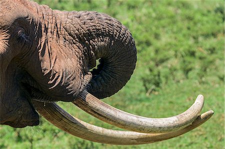 simsearch:862-03807710,k - Kenya, Nyeri County, Aberdare National Park. An African elephant with crossed tusks in the Aberdare National Park. Foto de stock - Con derechos protegidos, Código: 862-07910172