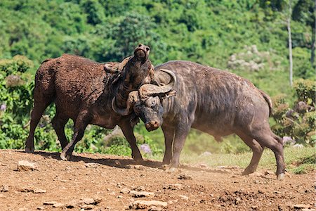 Kenya, Nyeri County, Aberdare National Park. Two male Cape Buffaloes fight in the Aberdare National Park. Photographie de stock - Rights-Managed, Code: 862-07910173