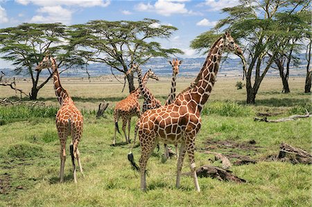 Kenya, Lewa Conservancy, Meru County.  A small herd of Reticulated Giraffes in Lewa Conservancy. Stock Photo - Rights-Managed, Code: 862-07910189