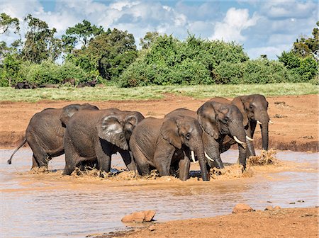 Kenya, Nyeri County, Aberdare National Park. A herd of glistening African elephants leave a muddy waterhole in the Aberdare National Park. Foto de stock - Con derechos protegidos, Código: 862-07910180