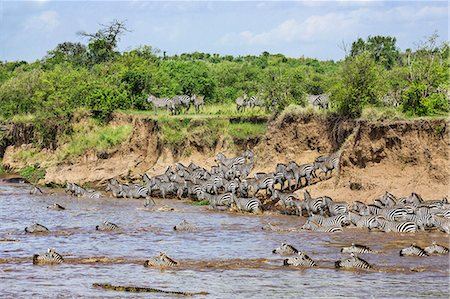 simsearch:862-05998389,k - Kenya, Narok County, Masai Mara National Reserve. Zebras swim across the Mara River as Nile crocodiles lie in wait to grab the weakest. Photographie de stock - Rights-Managed, Code: 862-07910194