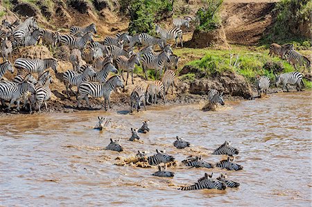 simsearch:862-03808218,k - Kenya, Narok County, Masai Mara National Reserve. Zebras swim across the Mara River. Foto de stock - Con derechos protegidos, Código: 862-07910195