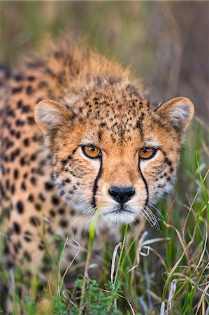 Kenya, Lewa Conservancy, Meru County.  A sub-adult Cheetah stalking its prey in Lewa Conservancy. Stock Photo - Rights-Managed, Code: 862-07910192