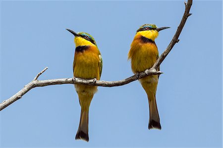 Kenya, Narok County, Masai Mara National Reserve. A pair of Cinnamon-chested Bee-eaters. Foto de stock - Con derechos protegidos, Código: 862-07910205