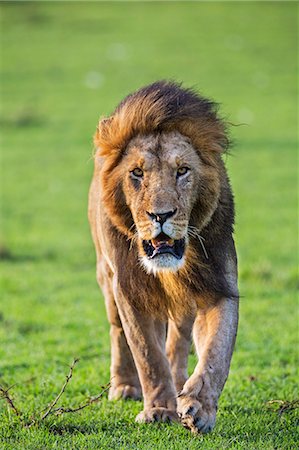 simsearch:862-07910199,k - Kenya, Narok County, Masai Mara National Reserve. A Lion on the prowl in Masai Mara. Foto de stock - Direito Controlado, Número: 862-07910209