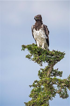 Kenya, Narok County, Masai Mara National Reserve. A Martial Eagle, one of East Africa s largest and most powerful birds of prey. Photographie de stock - Rights-Managed, Code: 862-07910203