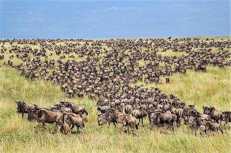 simsearch:862-08705049,k - Kenya, Narok County, Masai Mara National Reserve. A large herd of Wildebeest crosses the grassy plains of Masai Mara during the annual migration of these antelopes. Photographie de stock - Rights-Managed, Code: 862-07910217