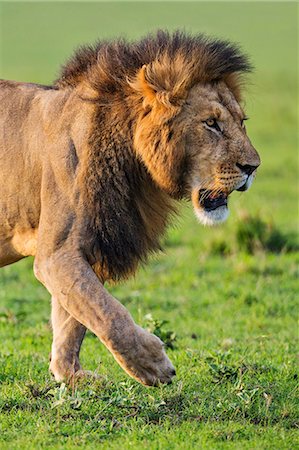 simsearch:862-07495963,k - Kenya, Narok County, Masai Mara National Reserve. A Lion on the prowl in Masai Mara. Foto de stock - Con derechos protegidos, Código: 862-07910210