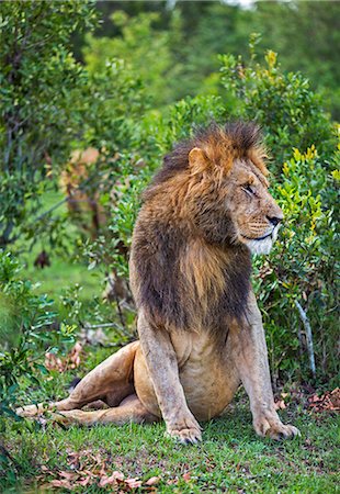 Kenya, Narok County, Masai Mara National Reserve. A fine dark-maned Lion. Stock Photo - Rights-Managed, Code: 862-07910211
