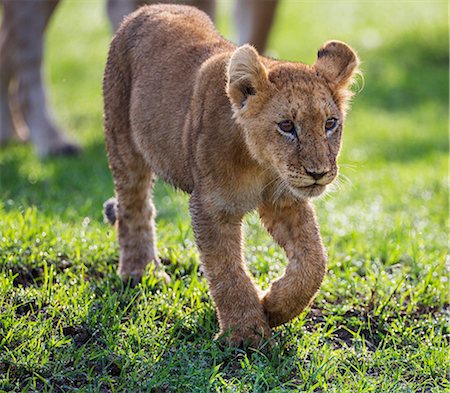Kenya, Narok County, Masai Mara National Reserve. A Lion cub walks purposefully in front of its mother. Fotografie stock - Rights-Managed, Codice: 862-07910212