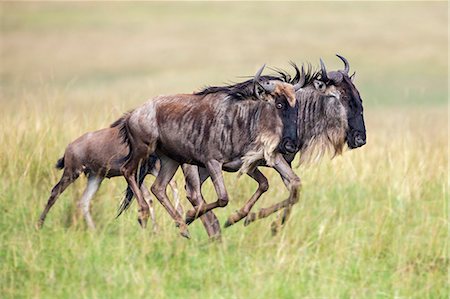 simsearch:862-03807747,k - Kenya, Narok County, Masai Mara National Reserve. Wildebeest gallop across the grassy plains of Masai Mara during the annual migration of these antelopes. Foto de stock - Con derechos protegidos, Código: 862-07910225