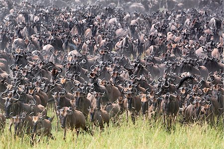 Kenya, Narok County, Masai Mara National Reserve. Thousands of Wildebeest converge on the grassy plains of Masai Mara during the annual migration of these antelopes. Photographie de stock - Rights-Managed, Code: 862-07910223