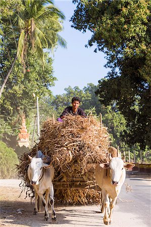 simsearch:862-06542600,k - Myanmar, Mandalay division, Mingun. Bullock cart on the road Stock Photo - Rights-Managed, Code: 862-07910324