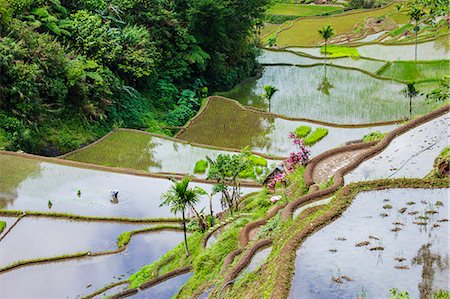 philippine rice paddies - Asia, South East Asia, Philippines, Cordilleras, Banaue; a local farmer working in the UNESCO World heritage listed Ifugao rice terraces near Banaue Foto de stock - Con derechos protegidos, Código: 862-07910419