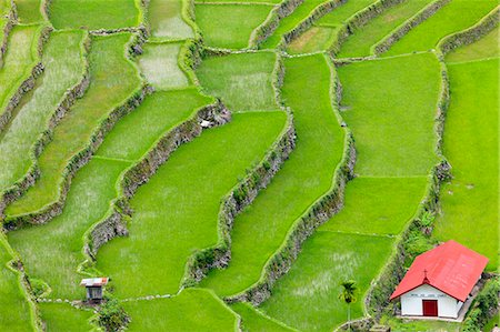 filipino (lugares y cosas) - Asia, South East Asia, Philippines, Cordilleras, Banaue; Batad, Zoe Logos church in the UNESCO World heritage listed Ifugao rice terraces of the Philippine cordilleras Foto de stock - Con derechos protegidos, Código: 862-07910421