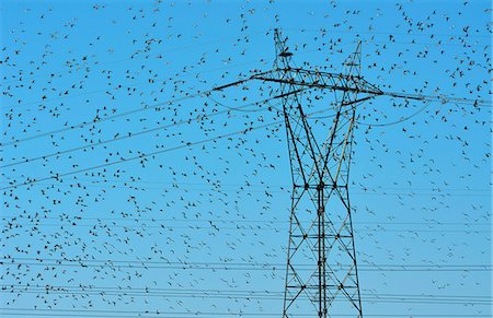 Flocks of thousands of Black-tailed Godwits (Limosa limosa) near the Tagus River Nature Reserve. Vila Franca de Xira, Portugal Stock Photo - Rights-Managed, Code: 862-07910530