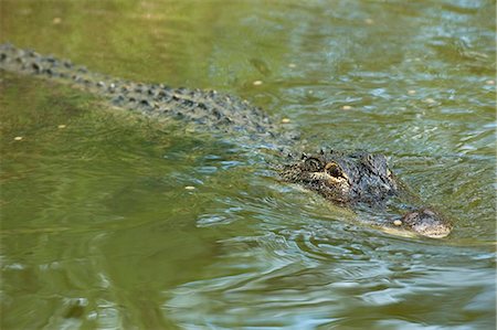 Alligator, Florida, USA Stock Photo - Rights-Managed, Code: 862-07910954