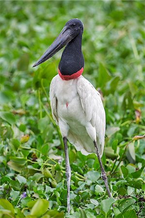 simsearch:862-08090002,k - Brazil, Pantanal, Mato Grosso do Sul. A Jabiru Stork. Foto de stock - Con derechos protegidos, Código: 862-08089978