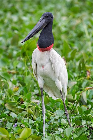 simsearch:862-08090031,k - Brazil, Pantanal, Mato Grosso do Sul. A Jabiru Stork. Photographie de stock - Rights-Managed, Code: 862-08089978