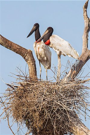 simsearch:862-08090002,k - Brazil, Pantanal, Mato Grosso do Sul. A pair of Jabiru Storks on their nest. Foto de stock - Con derechos protegidos, Código: 862-08089979