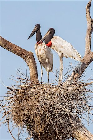 simsearch:862-08090027,k - Brazil, Pantanal, Mato Grosso do Sul. A pair of Jabiru Storks on their nest. Stock Photo - Rights-Managed, Code: 862-08089979