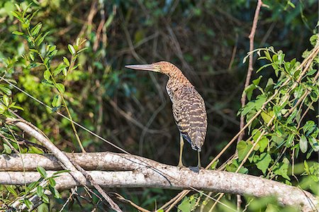 simsearch:862-08090002,k - Brazil, Pantanal, Mato Grosso do Sul. A juvenile Rufescent Tiger-Heron. Foto de stock - Con derechos protegidos, Código: 862-08089984