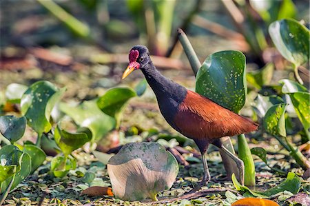 simsearch:862-08090027,k - Brazil, Pantanal, Mato Grosso do Sul. A Wattled jacana. Stock Photo - Rights-Managed, Code: 862-08089985