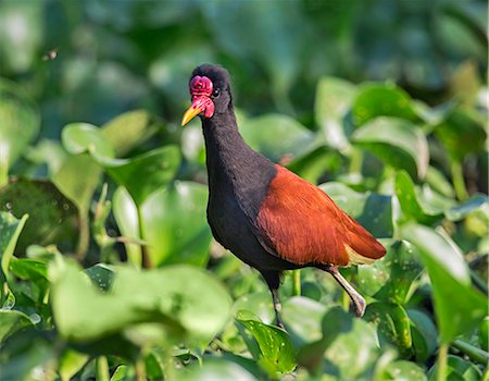 simsearch:862-08090002,k - Brazil, Pantanal, Mato Grosso do Sul. A Wattled jacana. Foto de stock - Con derechos protegidos, Código: 862-08089986