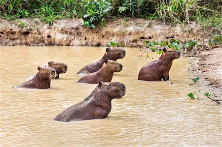 simsearch:862-08090004,k - Brazil, Pantanal, Mato Grosso do Sul.  A family of capybaras stay cool in shallow water along the Pixaim River.  Capybaras are the largest rodents in the world. Photographie de stock - Rights-Managed, Code: 862-08089987